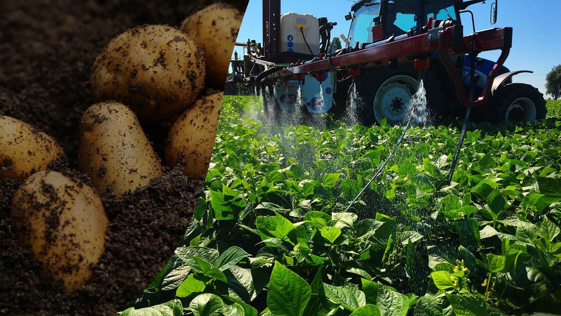 healthy potatoes with efficient spraying