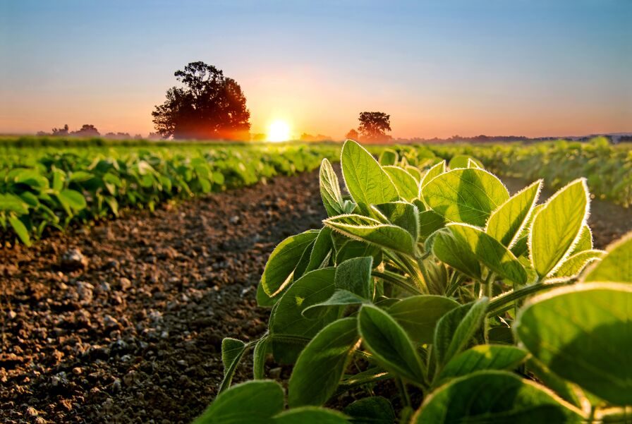 soybean field early morning