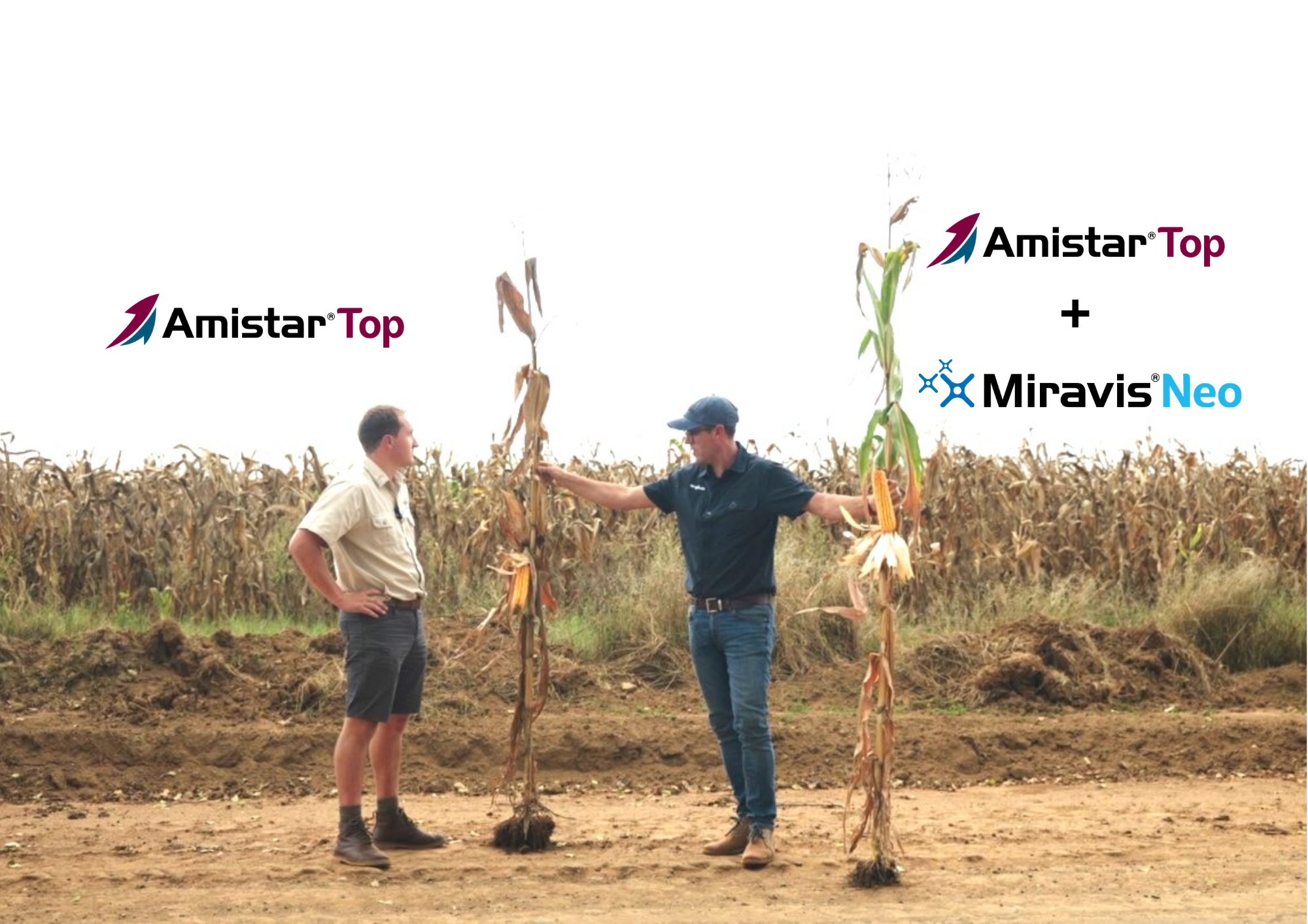 MIRAVIS campaign header creative