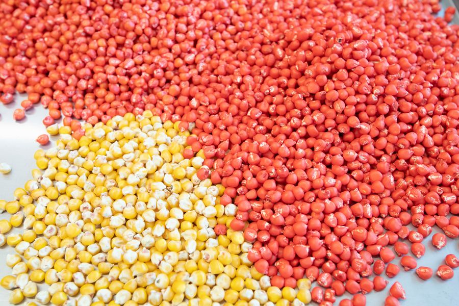 Treated Corn Seeds