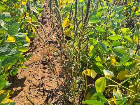 Despite this soybean field having been sprayed with glyphosate, Palmer amaranth has established itself.
