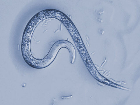 Microscope view of nematode