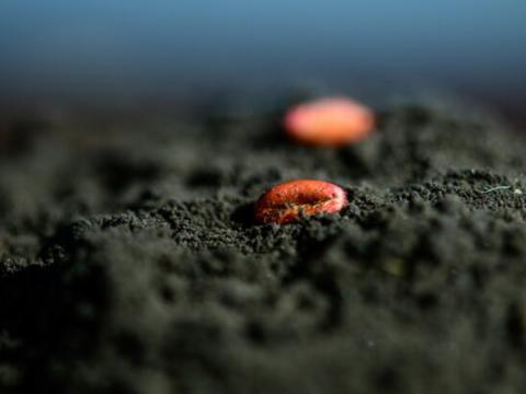treated seed in soil