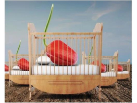Protect your seedlings
