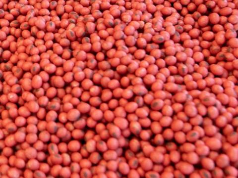 Treated Seed Image | Seed Treatment 