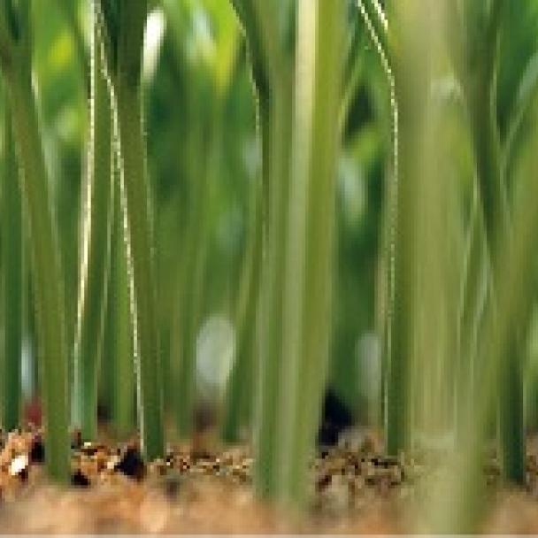 Vitalley Variety Rootstock Syngenta Vitalley Variety Rootstock Syngenta