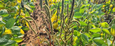 Palmer amaranth in field