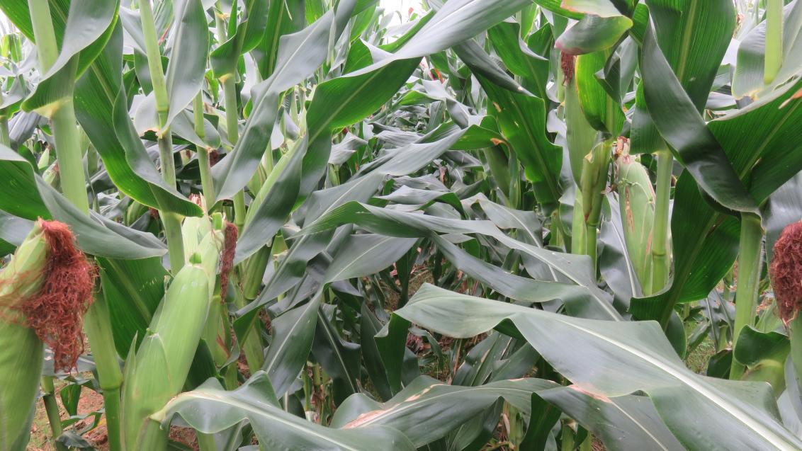 Miravis Neo Programme on Maize Plants