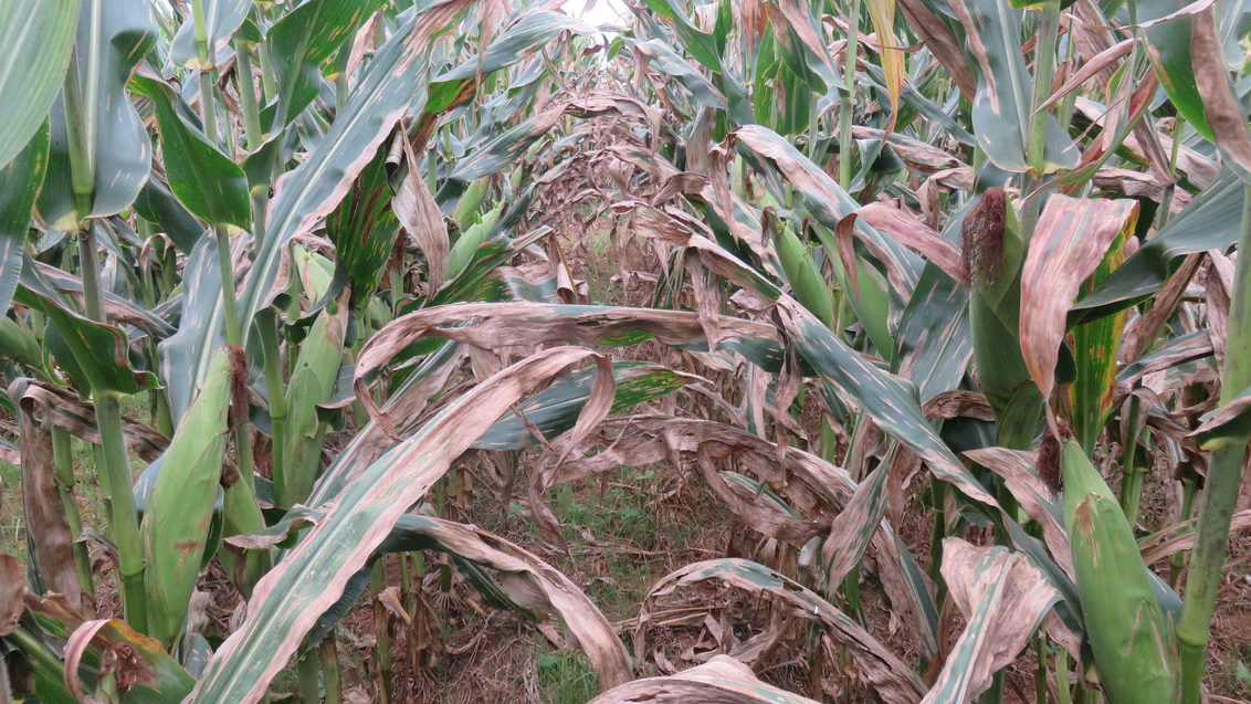 Untreated maize plants