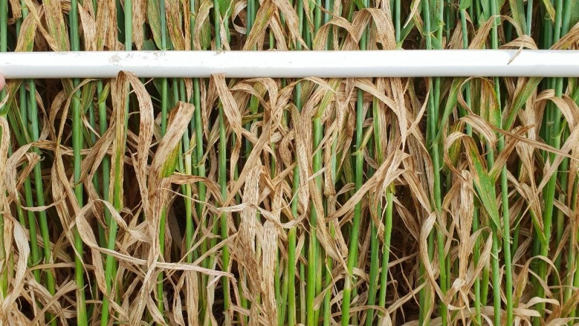Utreated Barley
