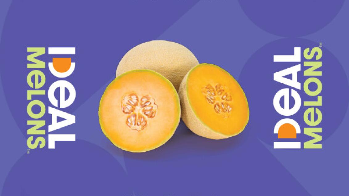 ideal melon