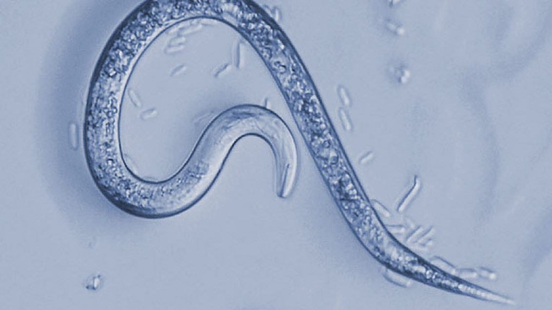 Microscope view of nematode