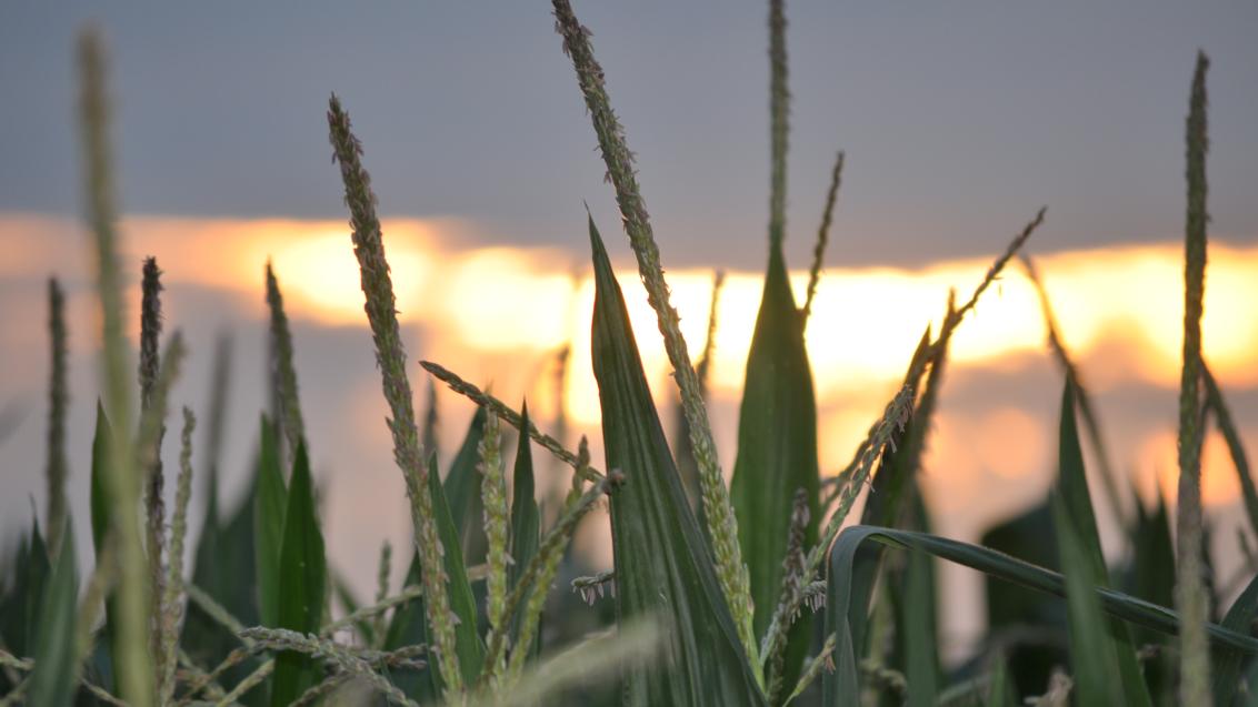 Maize