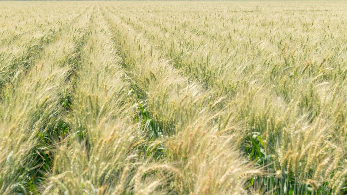 Wheat field