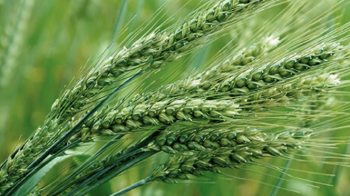 Cereals Syngenta
