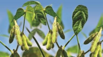 Soybean Syngenta