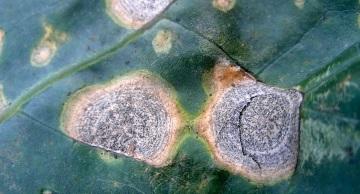 Fungicide