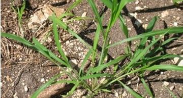 Non-Selective herbicide