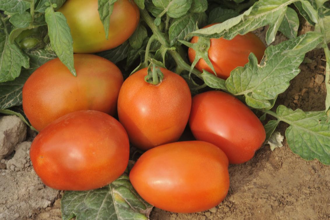 Momtaz - Variety Tomatoes | Syngenta