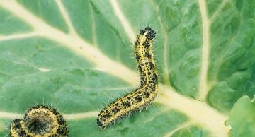 Insecticides