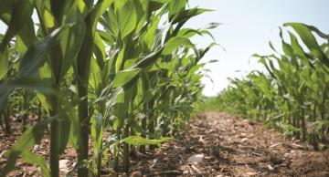 Selective Herbicide