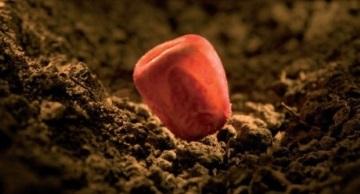 Seed Care