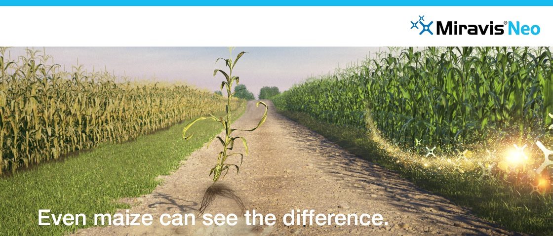 Even Maize can see the difference main image