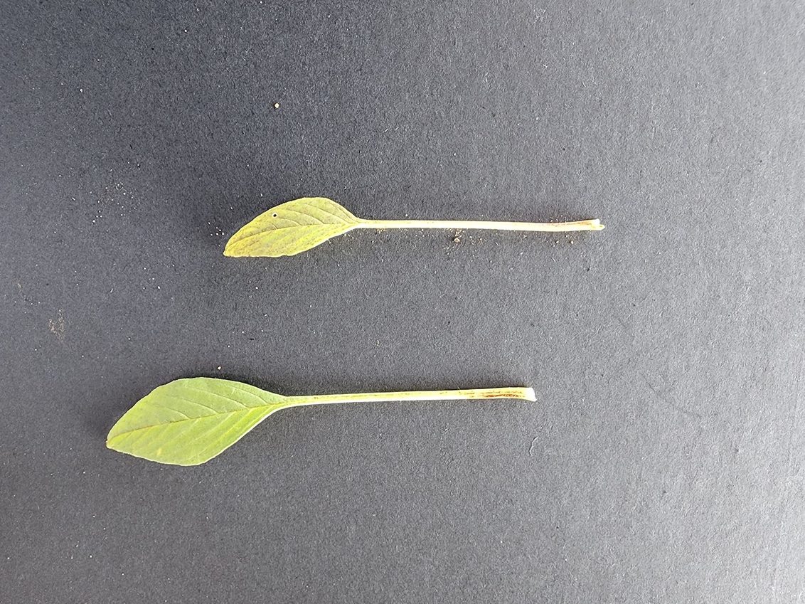 A characteristic of Palmer amaranth is that the leaf petiole is longer than the leaf blade