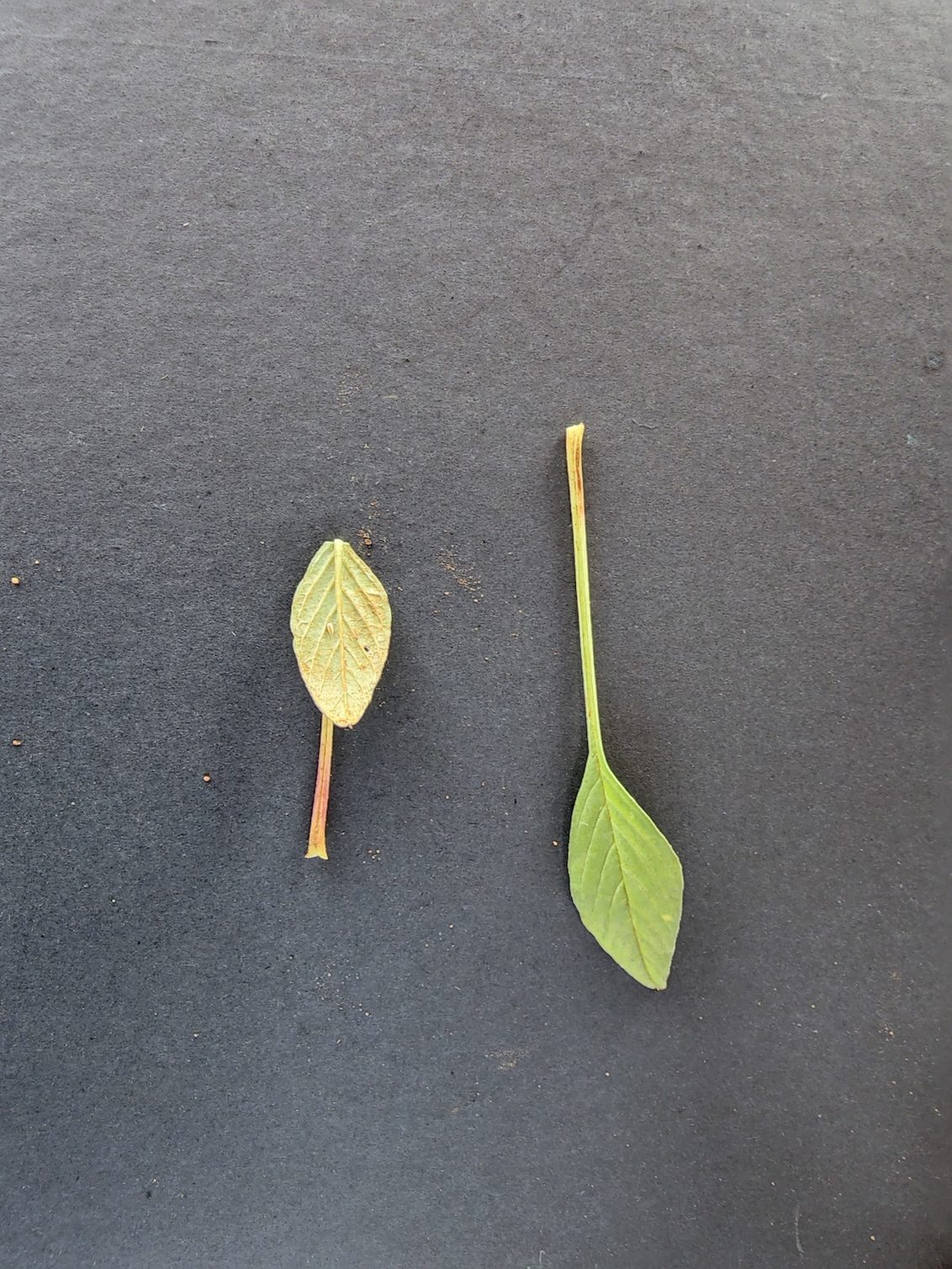 A characteristic of Palmer amaranth is that the leaf petiole is longer than the leaf blade. To make sure,   fold the leaf over