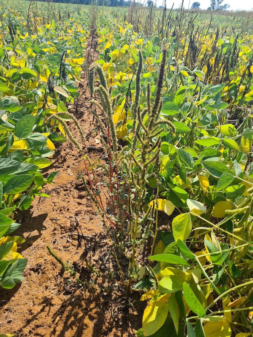 Despite this soybean field having been sprayed with glyphosate, Palmer amaranth has established itself.
