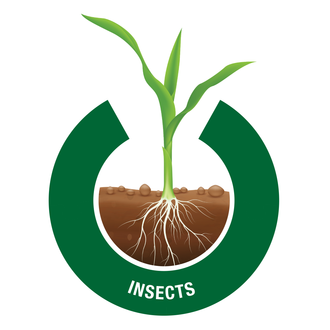Insects