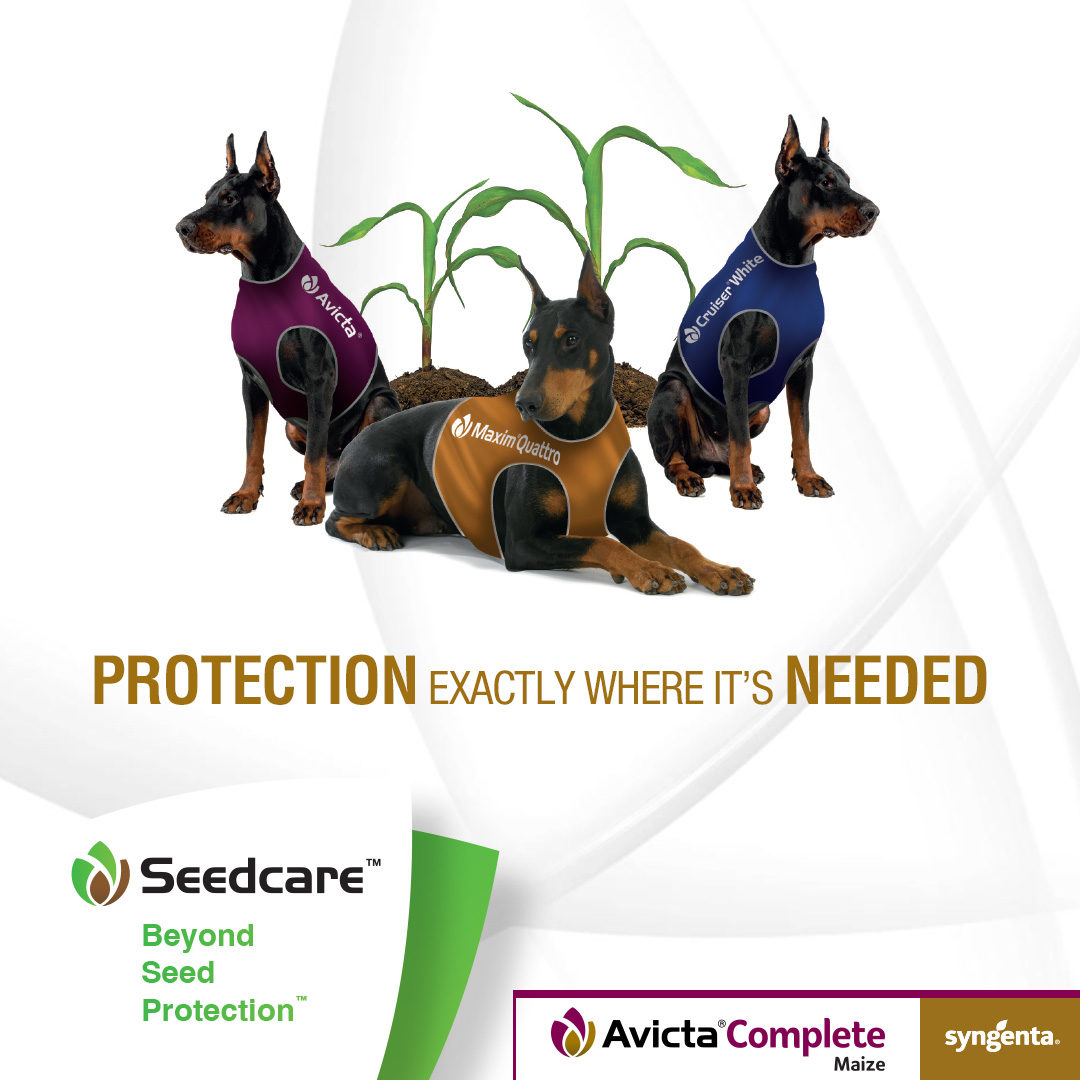 Avicta advert with three protection dogs 