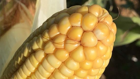 Corn 
