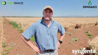 Syngenta Seeds | Syngenta