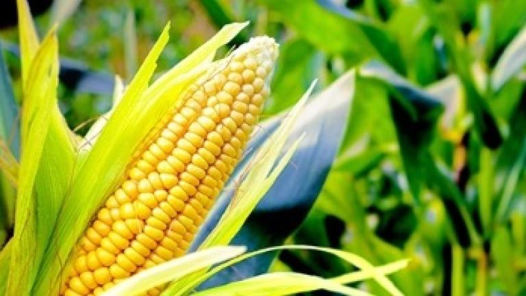 Corn Syngenta