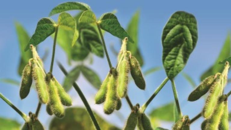 Soybean Syngenta