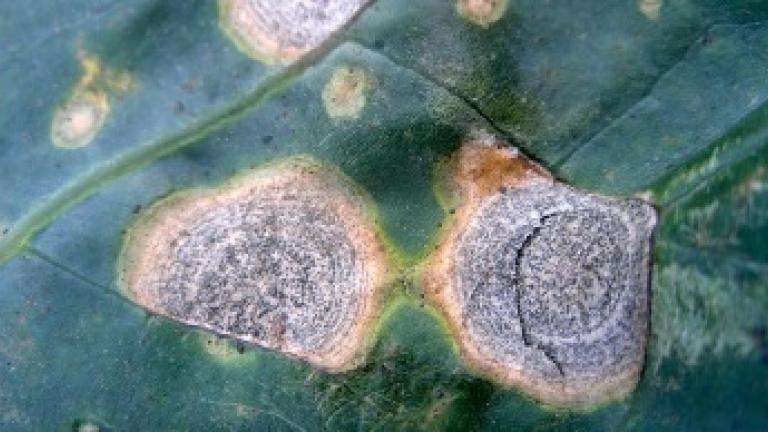 Fungicide