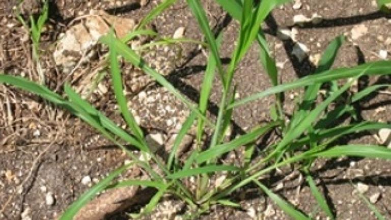 Non-Selective herbicide
