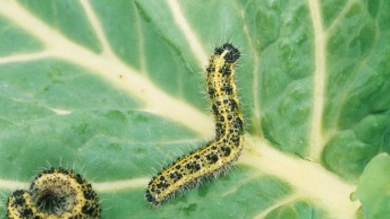 Insecticides