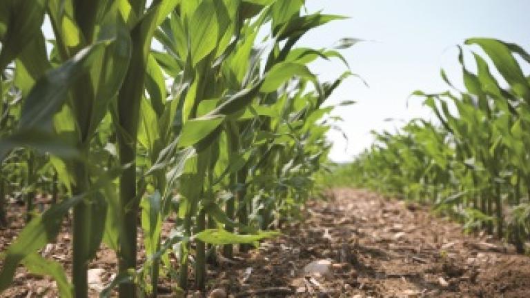 Selective Herbicide