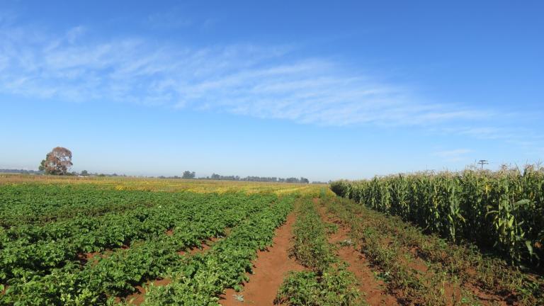 crop using potato pack vs no potato pack 