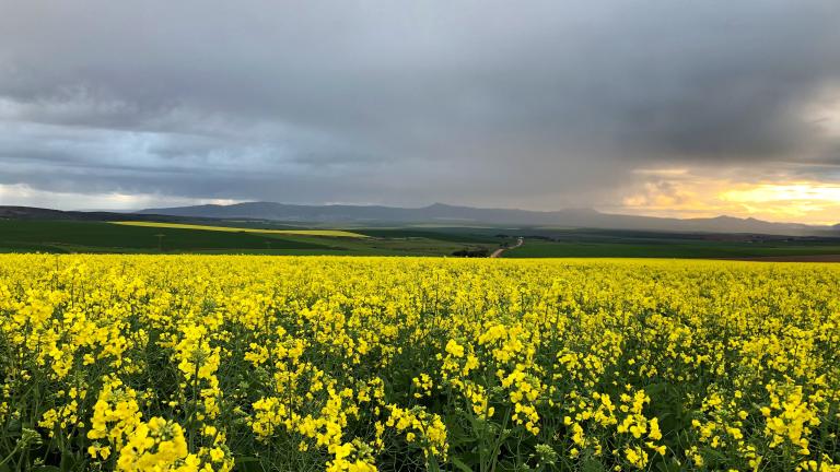 Canola Western Cape