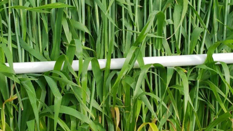 Barley treated with MIRAVIS® Neo 