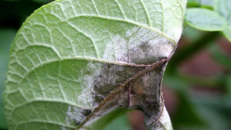Late Blight on potato leaf 