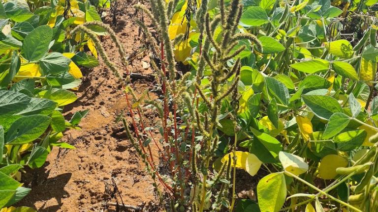 Despite this soybean field having been sprayed with glyphosate, Palmer amaranth has established itself.