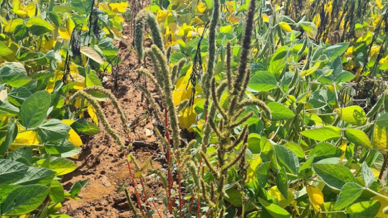 Palmer amaranth in field