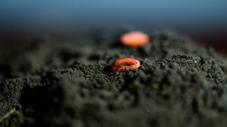 treated seed in soil