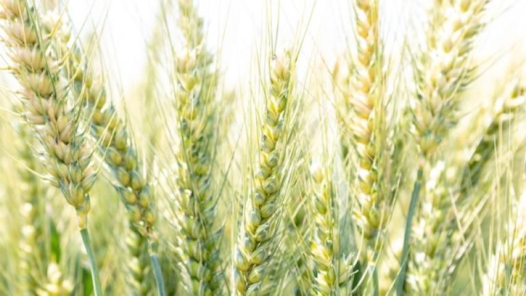Wheat 