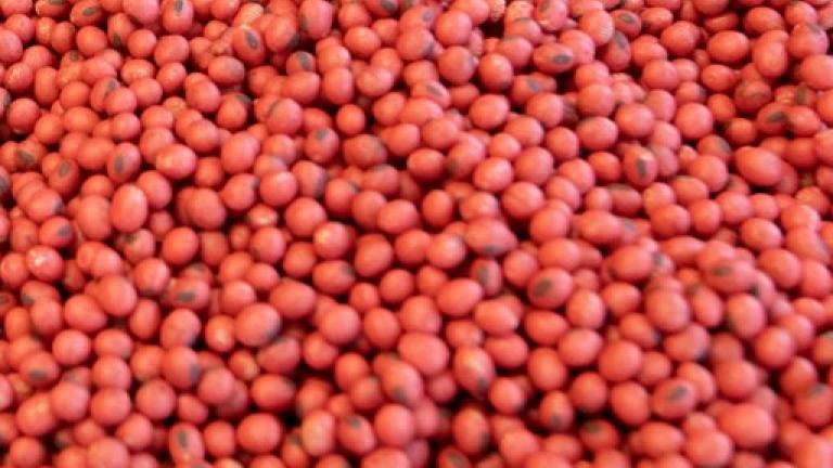Treated Seed Image | Seed Treatment 