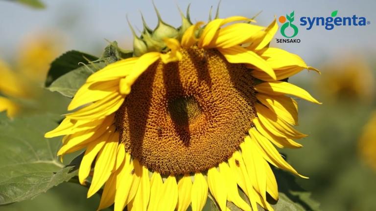 Syngenta SENSAKO_Argentina TOER_SHORT 3_B